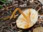 Sárgatejű kígyógomba (Mycena crocata), Bakony